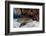 A Nurse Shark Rests on the Seafloor of Turneffe Atoll-Stocktrek Images-Framed Photographic Print