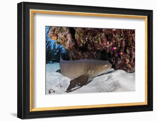 A Nurse Shark Rests on the Seafloor of Turneffe Atoll-Stocktrek Images-Framed Photographic Print