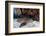 A Nurse Shark Rests on the Seafloor of Turneffe Atoll-Stocktrek Images-Framed Photographic Print