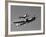 A P-38 Lightning and P-51D Mustang in Flight-Stocktrek Images-Framed Photographic Print