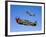 A P-40E Warhawk and a P-51D Mustang Kimberly Kaye in Flight-Stocktrek Images-Framed Photographic Print