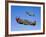 A P-40E Warhawk and a P-51D Mustang Kimberly Kaye in Flight-Stocktrek Images-Framed Photographic Print