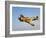 A P-40N Warhawk in Flight-Stocktrek Images-Framed Photographic Print