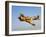 A P-40N Warhawk in Flight-Stocktrek Images-Framed Photographic Print
