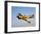 A P-40N Warhawk in Flight-Stocktrek Images-Framed Photographic Print