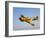 A P-40N Warhawk in Flight-Stocktrek Images-Framed Photographic Print