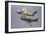 A P-51 Mustang and F-86 Sabre of the Warbird Heritage Foundation-null-Framed Photographic Print