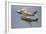 A P-51 Mustang and F-86 Sabre of the Warbird Heritage Foundation-null-Framed Photographic Print