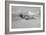 A P-51D Mustang in Flight Near Hollister, California-null-Framed Photographic Print