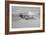 A P-51D Mustang in Flight Near Hollister, California-null-Framed Photographic Print