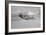 A P-51D Mustang in Flight Near Hollister, California-null-Framed Photographic Print