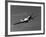 A P-51D Mustang in Flight-Stocktrek Images-Framed Photographic Print