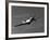A P-51D Mustang in Flight-Stocktrek Images-Framed Photographic Print
