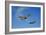 A P-51D Mustang Kimberly Kaye and a P-40E Warhawk in Flight-null-Framed Photographic Print