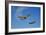 A P-51D Mustang Kimberly Kaye and a P-40E Warhawk in Flight-null-Framed Photographic Print