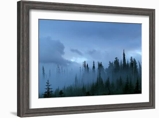 A Pacific Northwest Forest Just After A Storm In Fog-Hannah Dewey-Framed Photographic Print