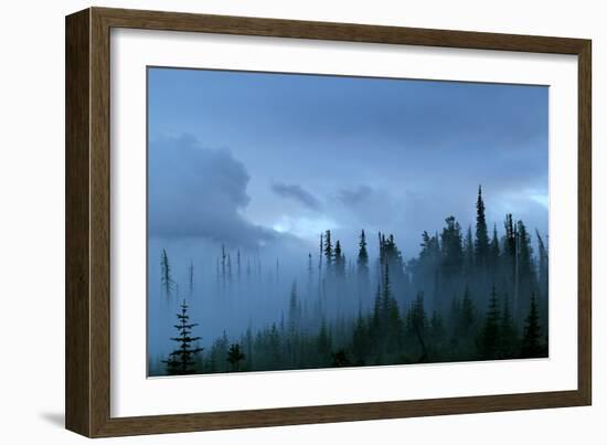 A Pacific Northwest Forest Just After A Storm In Fog-Hannah Dewey-Framed Photographic Print