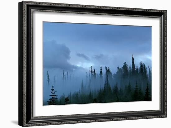 A Pacific Northwest Forest Just After A Storm In Fog-Hannah Dewey-Framed Photographic Print