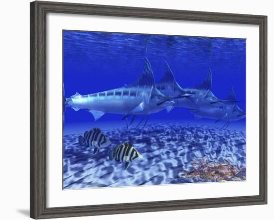 A Pack of Blue Marlin Swimming with Two Siamese Tigerfish-Stocktrek Images-Framed Photographic Print