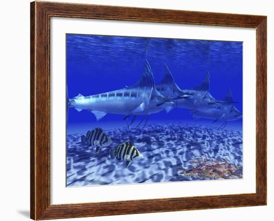 A Pack of Blue Marlin Swimming with Two Siamese Tigerfish-Stocktrek Images-Framed Photographic Print