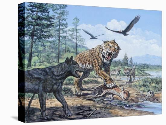 Stretched Canvas Print, , large