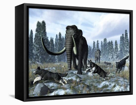 A Pack of Dire Wolves Crosses Paths with Two Mammoths During the Upper Pleistocene Epoch-Stocktrek Images-Framed Premier Image Canvas