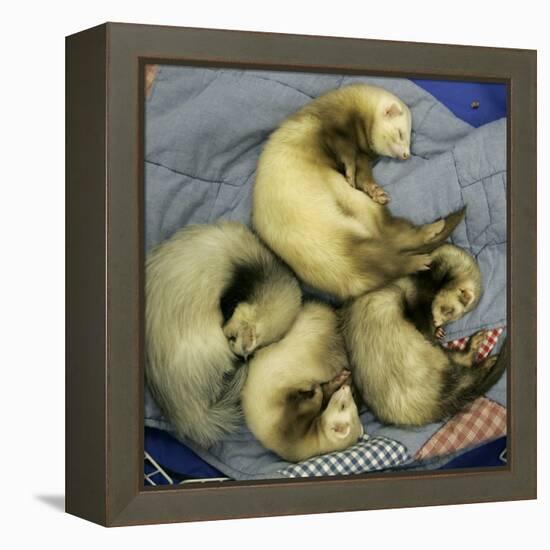 A Pack of Ferrets Clockwise from Top, Chewbacca, Hobart, Dixie B, Wolfgang Amadeaus Motzart-Carolyn Kaster-Framed Premier Image Canvas