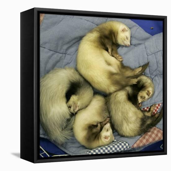 A Pack of Ferrets Clockwise from Top, Chewbacca, Hobart, Dixie B, Wolfgang Amadeaus Motzart-Carolyn Kaster-Framed Premier Image Canvas