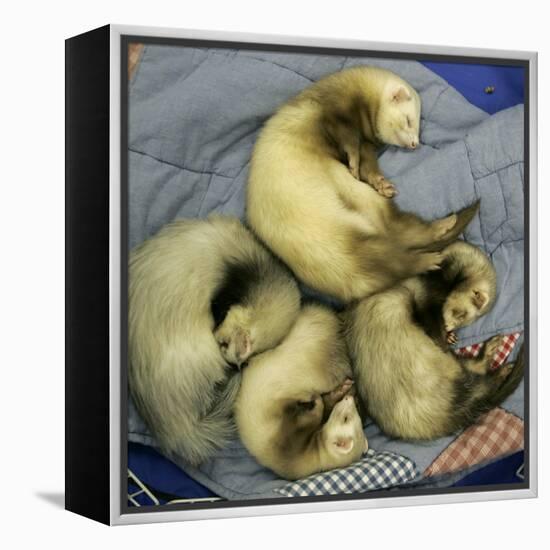 A Pack of Ferrets Clockwise from Top, Chewbacca, Hobart, Dixie B, Wolfgang Amadeaus Motzart-Carolyn Kaster-Framed Premier Image Canvas