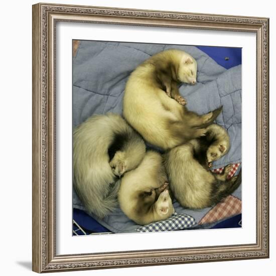 A Pack of Ferrets Clockwise from Top, Chewbacca, Hobart, Dixie B, Wolfgang Amadeaus Motzart-Carolyn Kaster-Framed Photographic Print