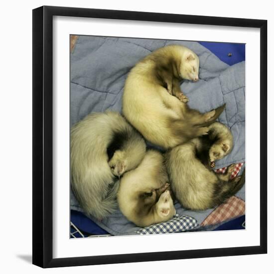 A Pack of Ferrets Clockwise from Top, Chewbacca, Hobart, Dixie B, Wolfgang Amadeaus Motzart-Carolyn Kaster-Framed Photographic Print