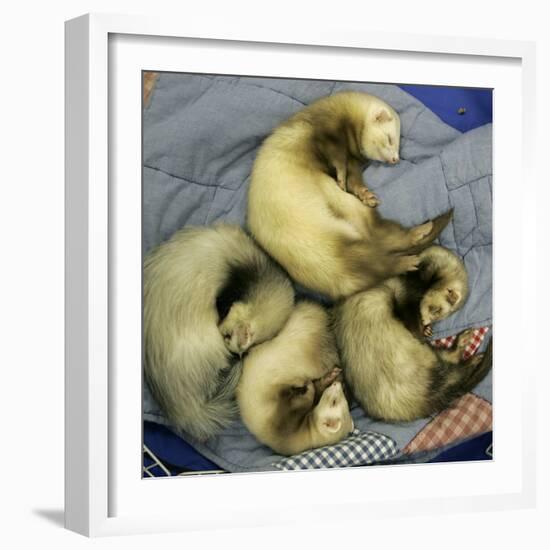 A Pack of Ferrets Clockwise from Top, Chewbacca, Hobart, Dixie B, Wolfgang Amadeaus Motzart-Carolyn Kaster-Framed Photographic Print