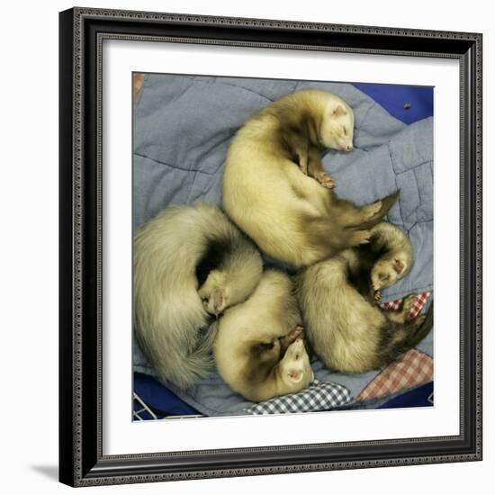 A Pack of Ferrets Clockwise from Top, Chewbacca, Hobart, Dixie B, Wolfgang Amadeaus Motzart-Carolyn Kaster-Framed Photographic Print