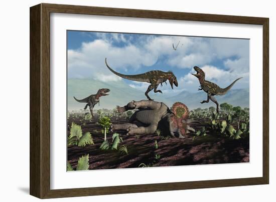 A Pack of Nanotyrannus Dinosaurs Attacking a Lone Triceratops-Stocktrek Images-Framed Art Print