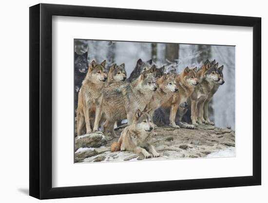 A Pack of Wolves in Snow-Michael Roeder-Framed Photographic Print