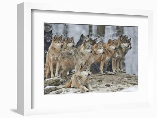 A Pack of Wolves in Snow-Michael Roeder-Framed Photographic Print