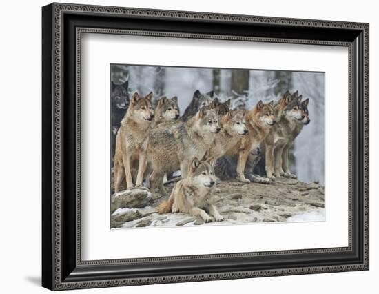 A Pack of Wolves in Snow-Michael Roeder-Framed Photographic Print