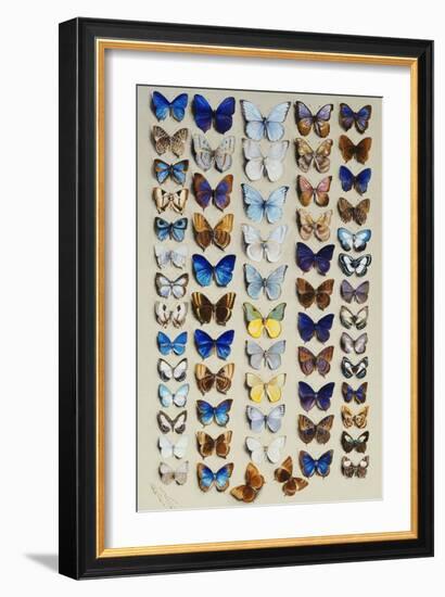 A packed plate of sixty-two butterflies, in five columns-Marian Ellis Rowan-Framed Giclee Print