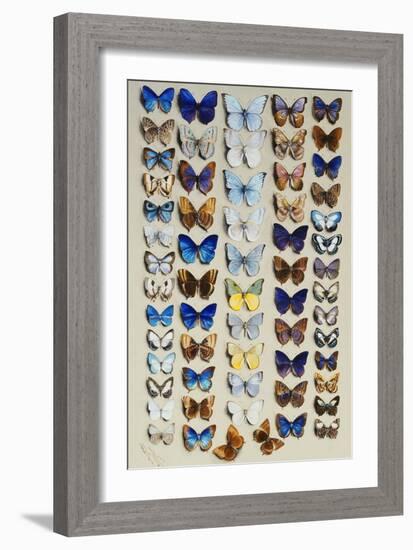 A packed plate of sixty-two butterflies-Marian Ellis Rowan-Framed Giclee Print