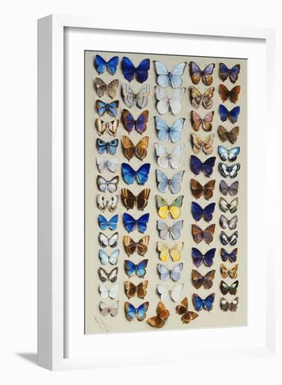 A packed plate of sixty-two butterflies-Marian Ellis Rowan-Framed Giclee Print