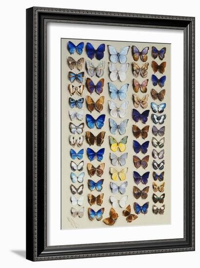 A packed plate of sixty-two butterflies-Marian Ellis Rowan-Framed Giclee Print