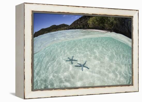 A Pair Blue Starfish on the Seafloor of Raja Ampat, Indonesia-Stocktrek Images-Framed Premier Image Canvas