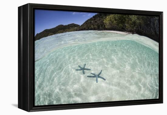 A Pair Blue Starfish on the Seafloor of Raja Ampat, Indonesia-Stocktrek Images-Framed Premier Image Canvas