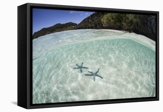 A Pair Blue Starfish on the Seafloor of Raja Ampat, Indonesia-Stocktrek Images-Framed Premier Image Canvas