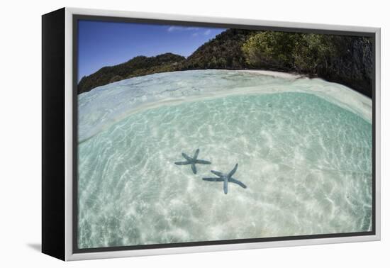 A Pair Blue Starfish on the Seafloor of Raja Ampat, Indonesia-Stocktrek Images-Framed Premier Image Canvas