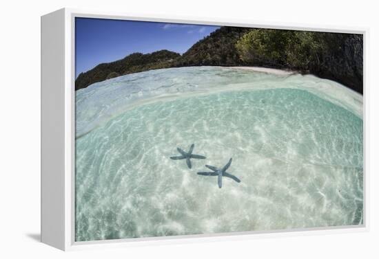 A Pair Blue Starfish on the Seafloor of Raja Ampat, Indonesia-Stocktrek Images-Framed Premier Image Canvas