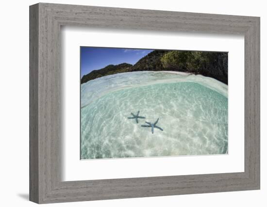 A Pair Blue Starfish on the Seafloor of Raja Ampat, Indonesia-Stocktrek Images-Framed Photographic Print