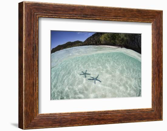 A Pair Blue Starfish on the Seafloor of Raja Ampat, Indonesia-Stocktrek Images-Framed Photographic Print