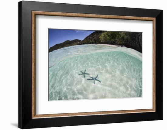 A Pair Blue Starfish on the Seafloor of Raja Ampat, Indonesia-Stocktrek Images-Framed Photographic Print