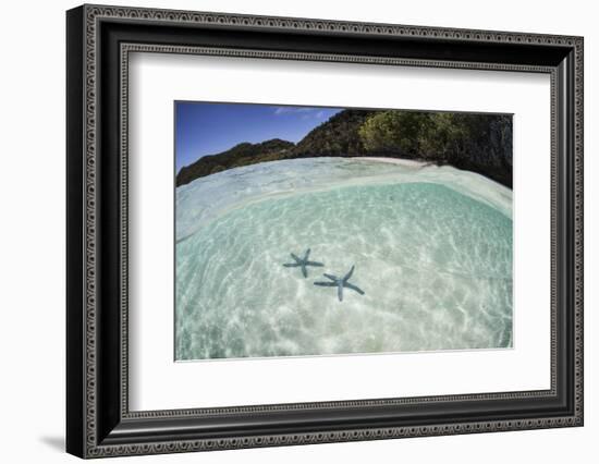 A Pair Blue Starfish on the Seafloor of Raja Ampat, Indonesia-Stocktrek Images-Framed Photographic Print